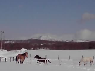 ゴン犬ノエル_e0145441_19532844.jpg