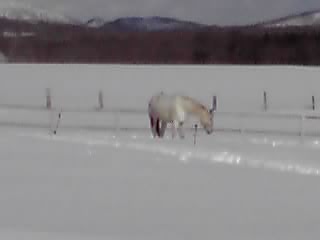 ゴン犬ノエル_e0145441_1954507.jpg