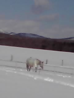 ゴン犬ノエル_e0145441_1955546.jpg