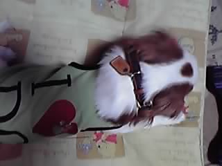 ゴン犬ノエル_e0145441_2062697.jpg