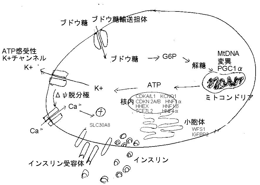 アジアの糖尿病_a0007242_1192999.jpg