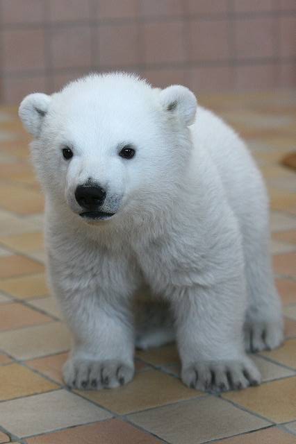 ホッキョクグマの赤様、スクスク成長中！_e0123945_635820.jpg