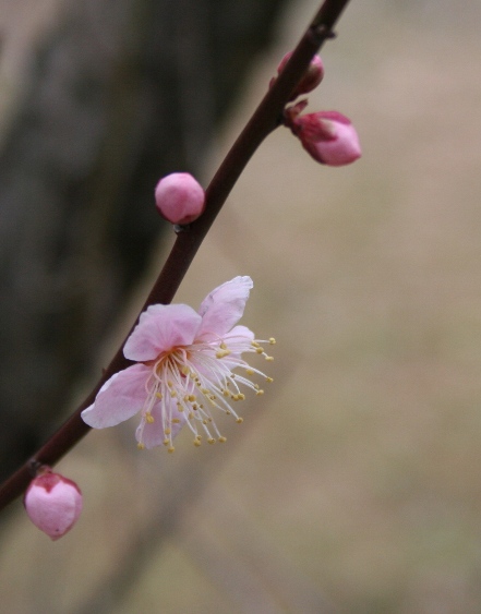 梅の花_e0031550_2241311.jpg