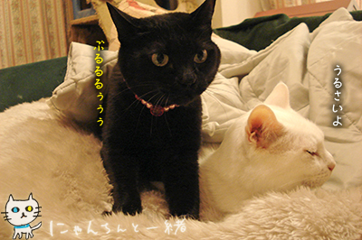 もう、黒い悪魔ちゃんに戻りました。_e0031853_12101963.jpg