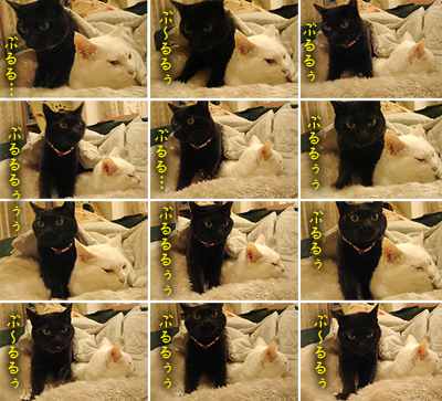 もう、黒い悪魔ちゃんに戻りました。_e0031853_12112451.jpg