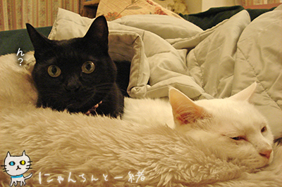 もう、黒い悪魔ちゃんに戻りました。_e0031853_12114775.jpg