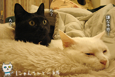 もう、黒い悪魔ちゃんに戻りました。_e0031853_1212147.jpg