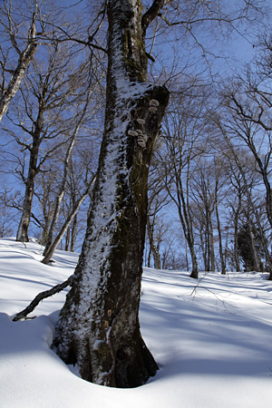 ブナ原生林の雪面に伸びる影_e0113053_23282636.jpg