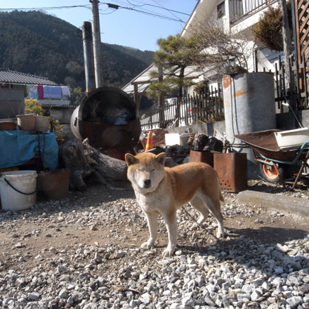 青梅の犬と猫　東京都青梅市_f0117059_21281145.jpg