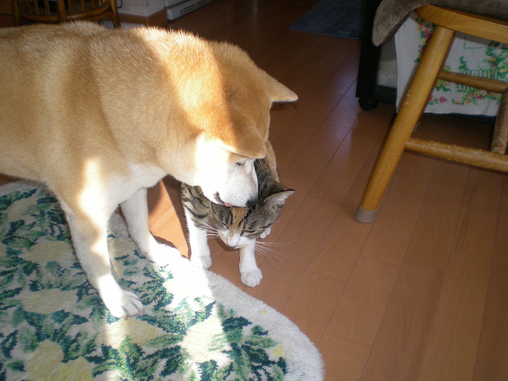 2010年1月30日(土)心ちゃんが愛ちゃんに・・・!_f0060461_1226183.jpg