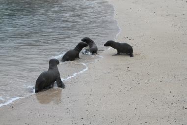 ガラパゴス諸島クルージング2日目_a0154765_131022.jpg