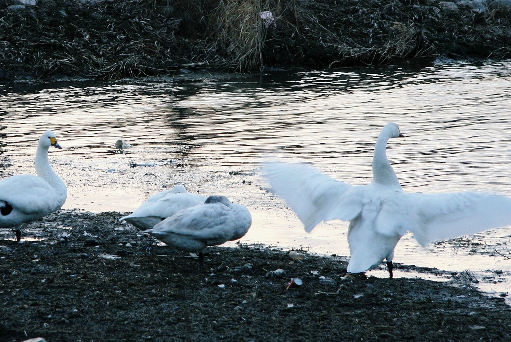 草津　志那浜のコハクチョウ_c0196076_1915088.jpg