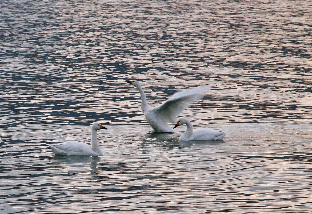 草津　志那浜のコハクチョウ_c0196076_1982921.jpg