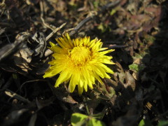 ルーコラの花芽_b0078678_2291170.jpg