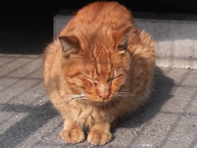 猫マグマ獣ワニンガ をしどり浮世捕物矢車 新激情版