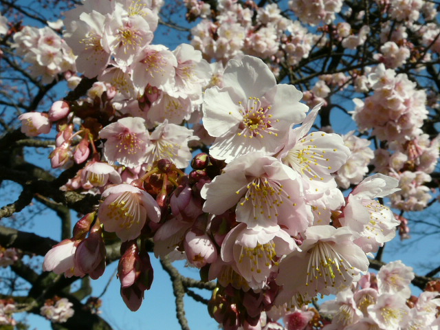 小石川植物園の寒桜_e0145782_19412054.jpg