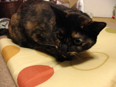 f0091785_20105564.jpg