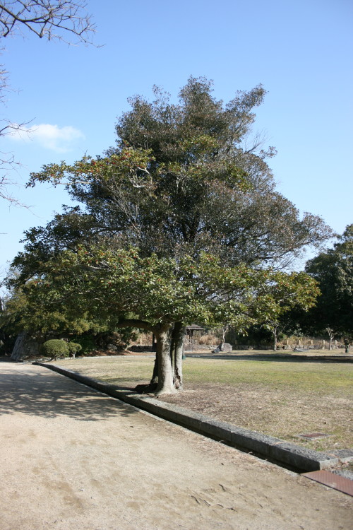 クロガネモチ　in　明石城　on　2010-1-29_b0118987_6123131.jpg