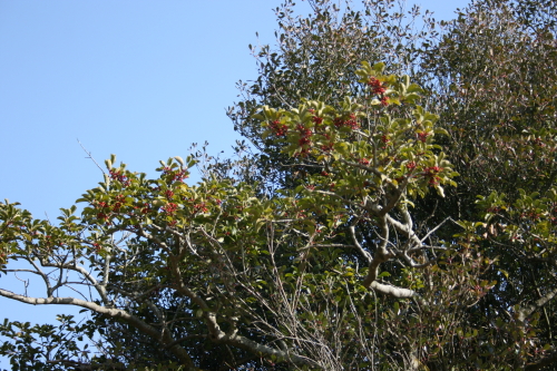 クロガネモチ　in　明石城　on　2010-1-29_b0118987_6124485.jpg