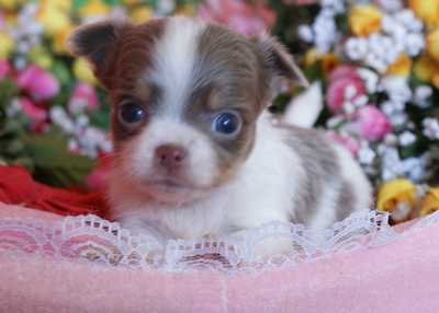チョコタン イザベラ パーテイーのチワワ赤ちゃん12 30 09 子犬情報 チョコタン イザベラ パーテイーのチワワ赤ちゃん12 30 09 子犬情報