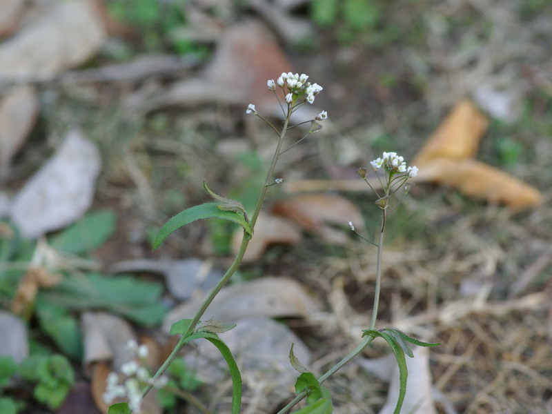 f0204094_1563572.jpg