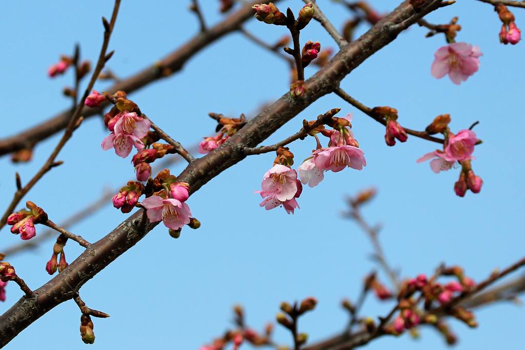 川下のカワセミ/河津桜が咲き出しました_b0024798_4474591.jpg