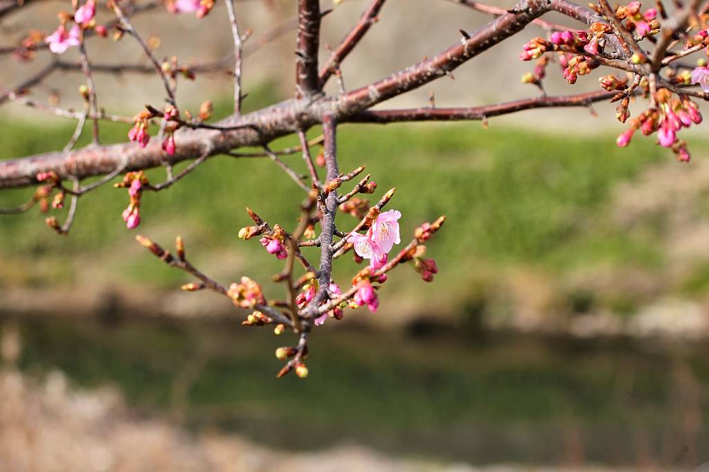 川下のカワセミ/河津桜が咲き出しました_b0024798_4475487.jpg