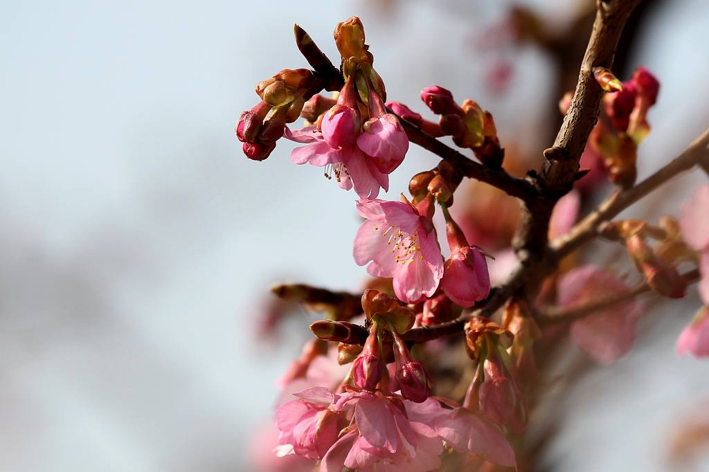 川下のカワセミ/河津桜が咲き出しました_b0024798_448357.jpg