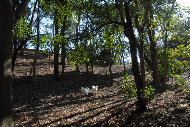 神場公園　　　　1月30日　　[土]_e0018604_13105998.jpg