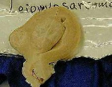 薬あるとて毒は飲むべからず_e0097212_1093192.jpg