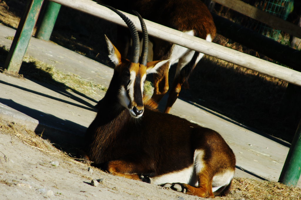 東武動物公園(1)：アフリカサバンナ_b0058733_168396.jpg