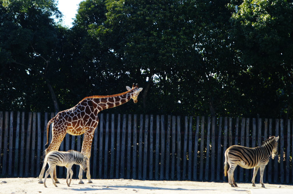 東武動物公園(1)：アフリカサバンナ_b0058733_169315.jpg