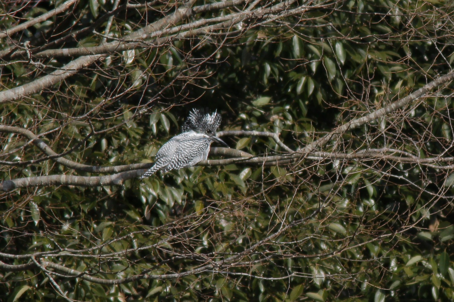 e0154134_5491172.jpg