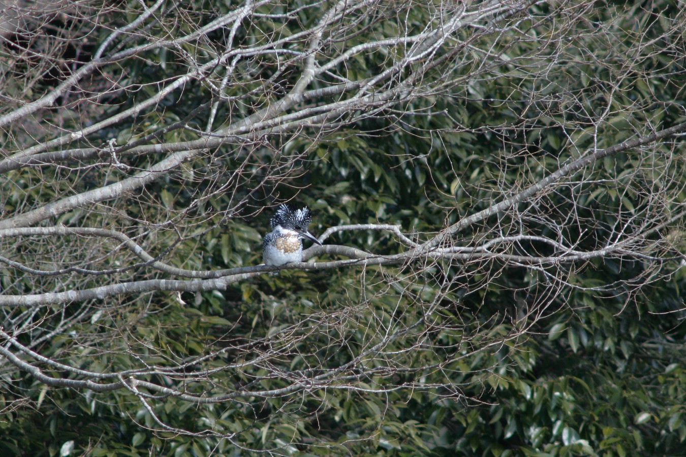 e0154134_5521177.jpg
