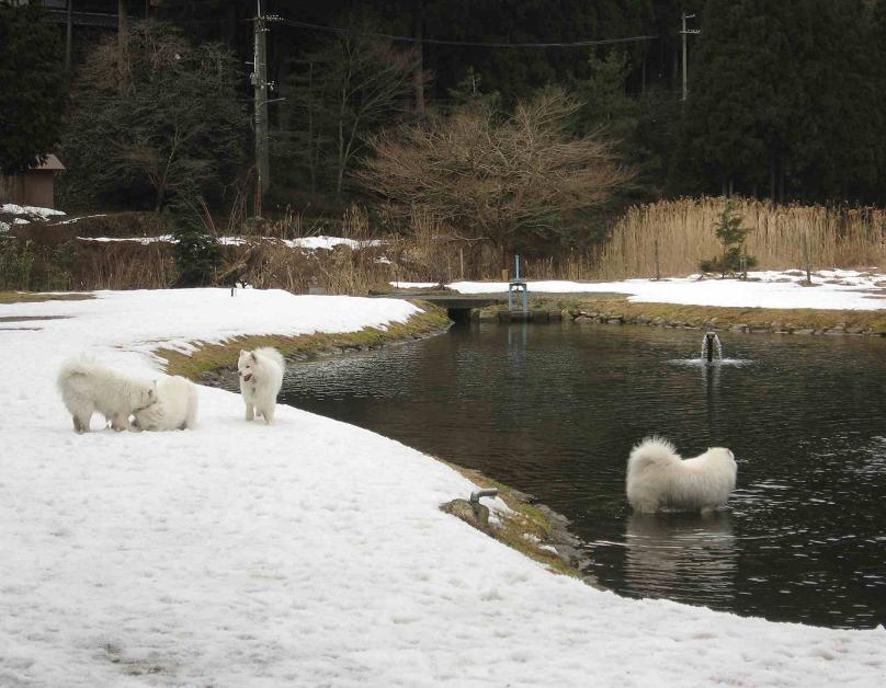 滋賀の山で熊鍋～_b0177436_21461195.jpg