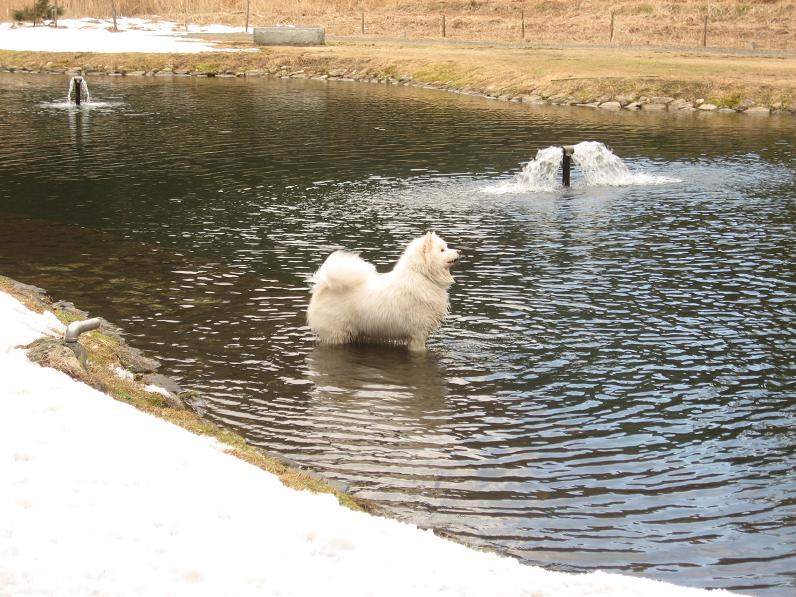 滋賀の山で熊鍋～_b0177436_22111133.jpg