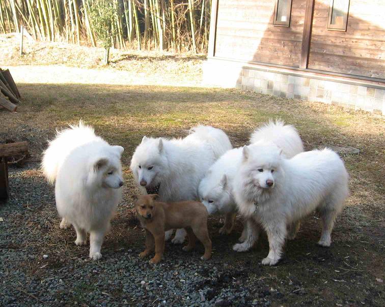 滋賀の山で熊鍋~_b0177436_22142517.jpg