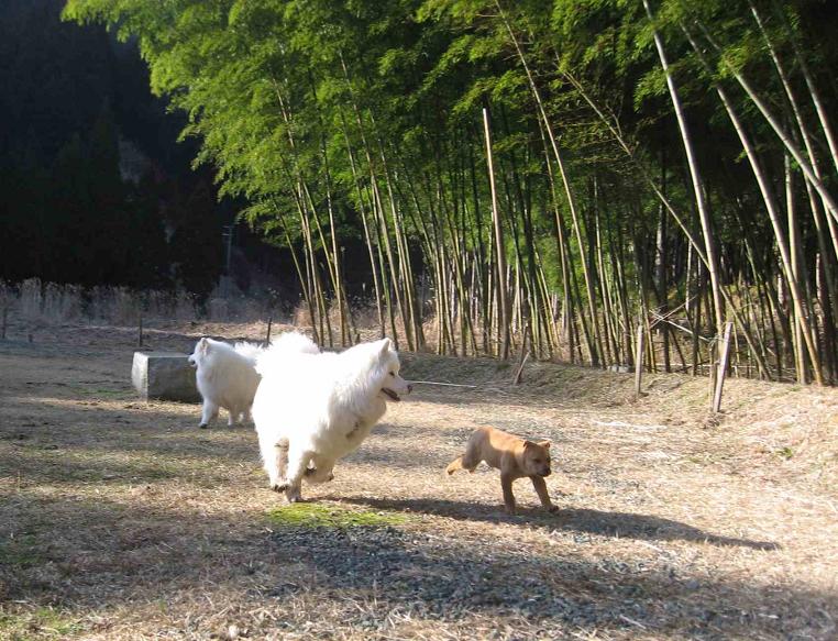 滋賀の山で熊鍋～_b0177436_22234517.jpg