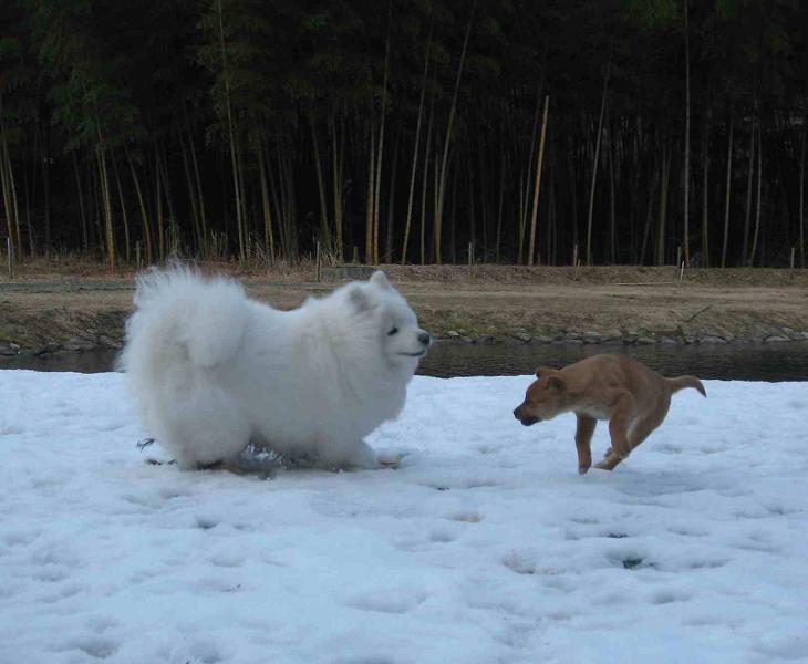 滋賀の山で熊鍋~_b0177436_22265660.jpg