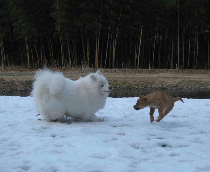 滋賀の山で熊鍋～_b0177436_22265660.jpg