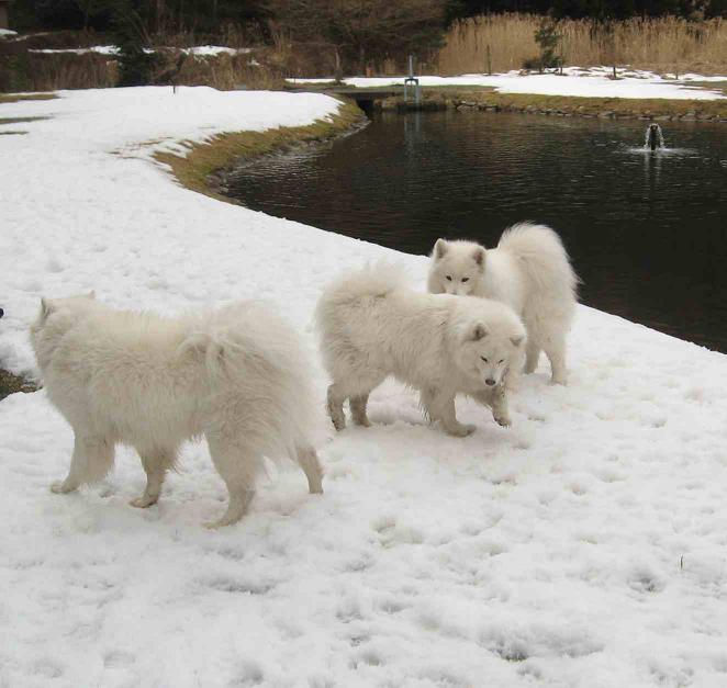 滋賀の山で熊鍋～_b0177436_2234698.jpg