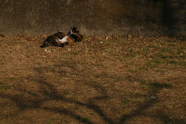 c0090139_22355015.jpg