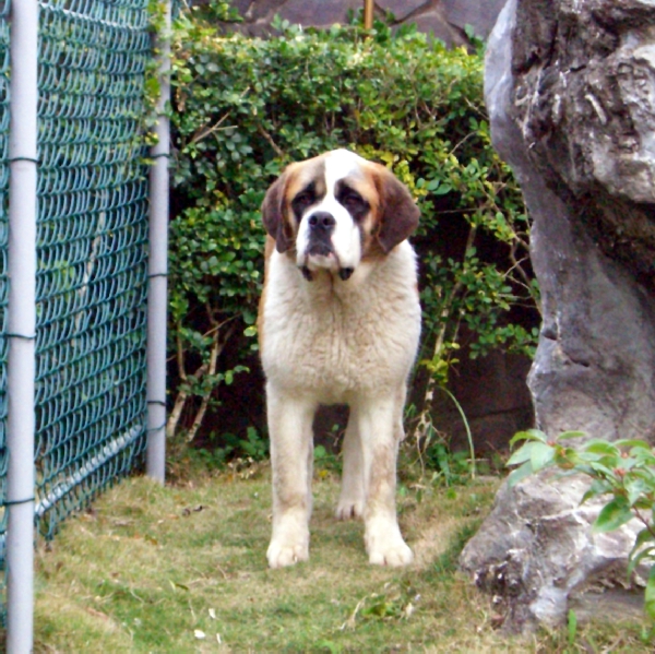 1月も終わり : セントバーナードのキングスウッヅ犬舎日誌
