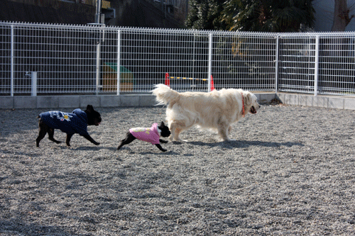 e0192548_19243269.gif
