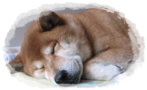 サイが残していったもの_c0049950_23103843.jpg