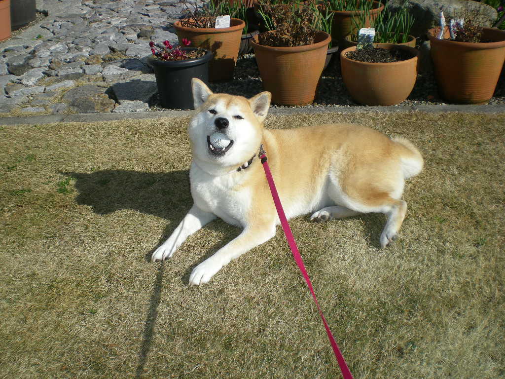 2010年1月31日(日)部屋犬愛ちゃんと外猫こころちゃん!_f0060461_11195697.jpg