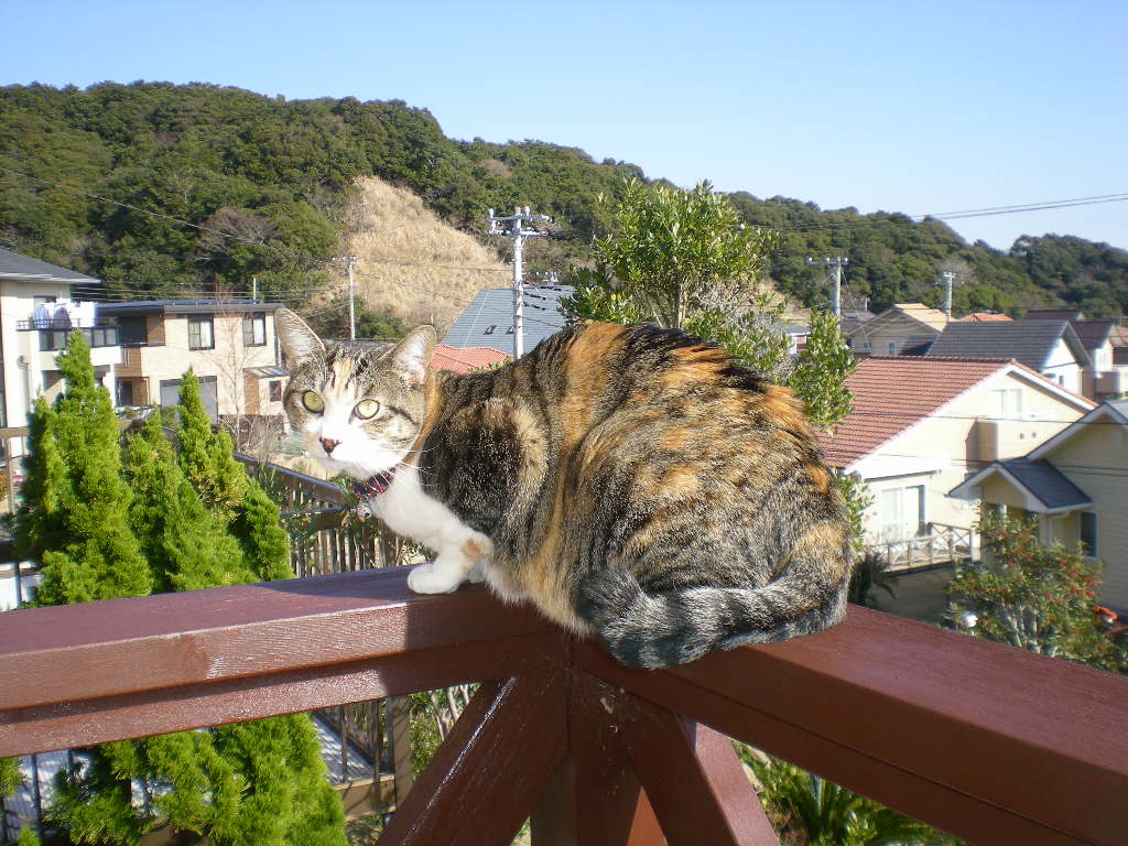 2010年1月31日(日)部屋犬愛ちゃんと外猫こころちゃん!_f0060461_1122334.jpg