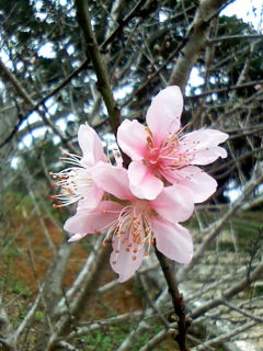 座喜味城跡の桜が満開になった_f0014164_2338208.jpg