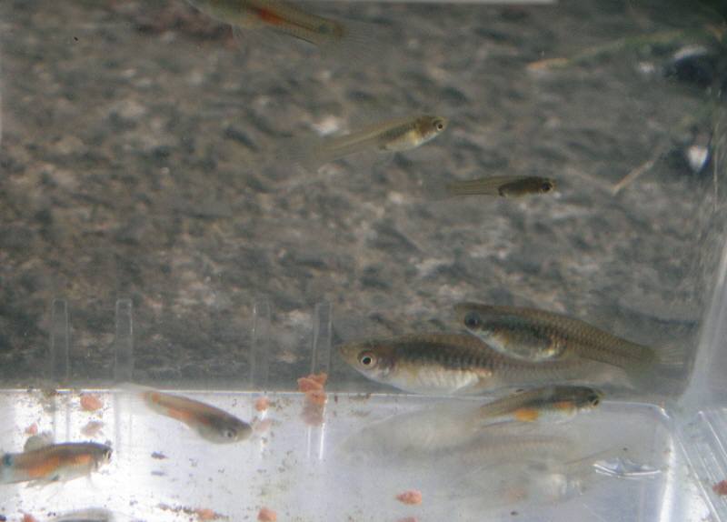 野火止用水の生き物 佐野いくおのブログ