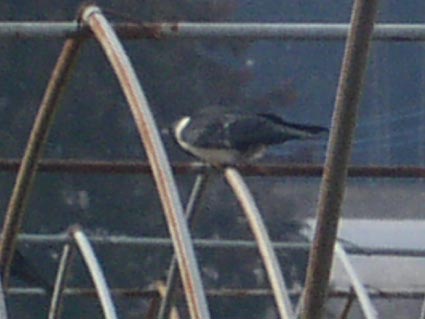 e0118274_18331464.jpg